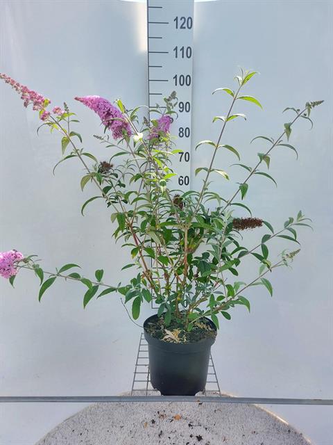 buddleja