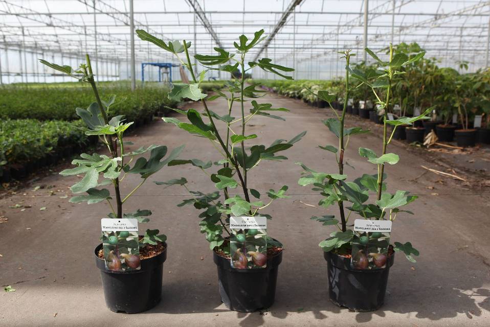 Ficus carica