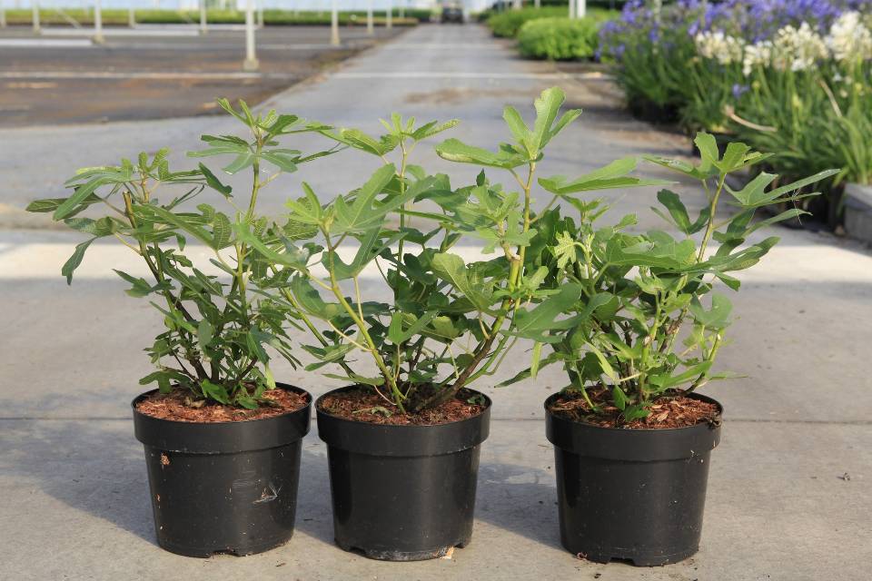 Ficus carica