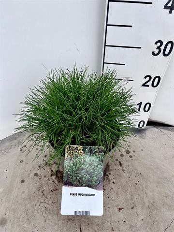 Pinus