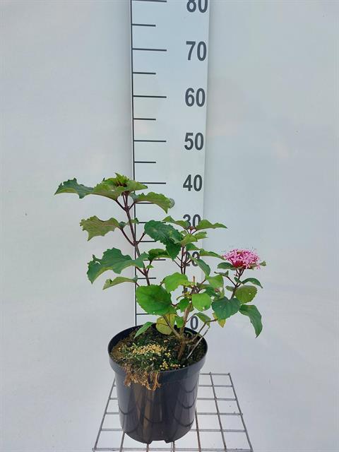 Clerodendrum