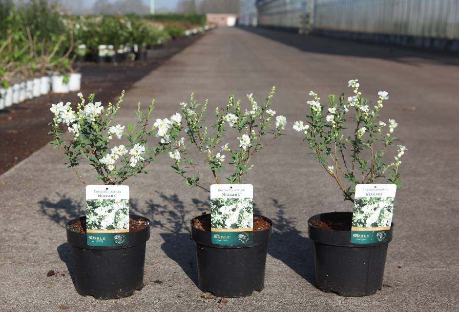 Exochorda
