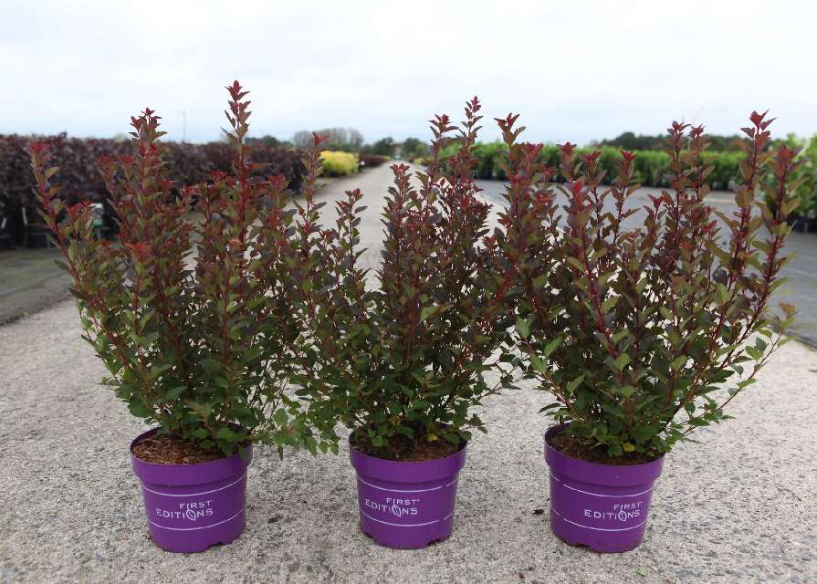 Physocarpus