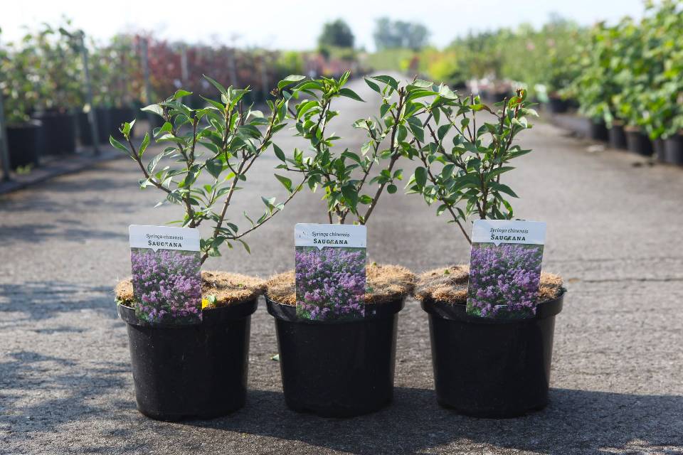 Syringa