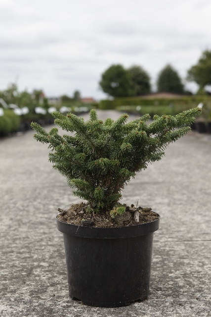 Abies