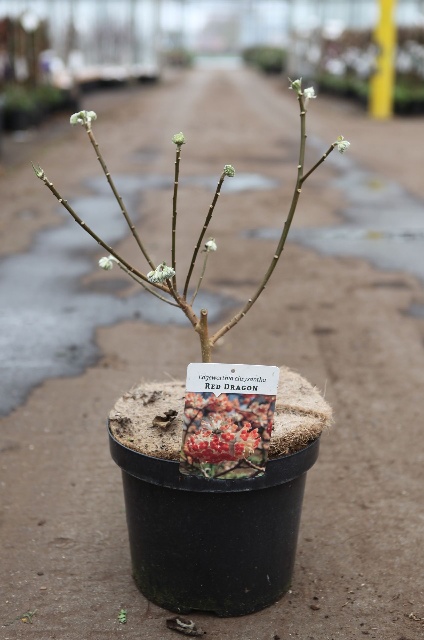 Edgeworthia