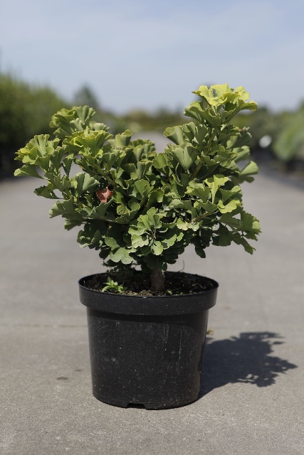 Ginkgo biloba