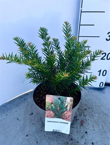 Taxus