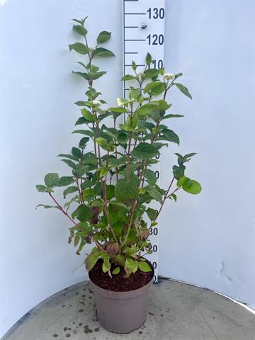 Cornus