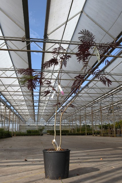 Albizia