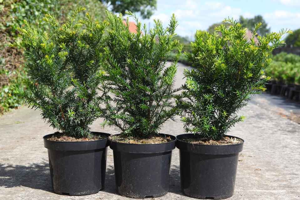 taxus