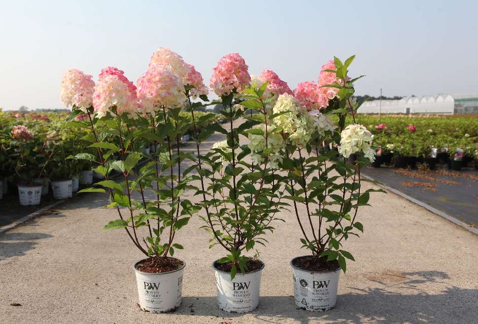 hydrangea