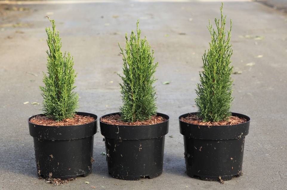 Cupressus