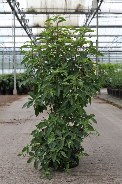 Clethra