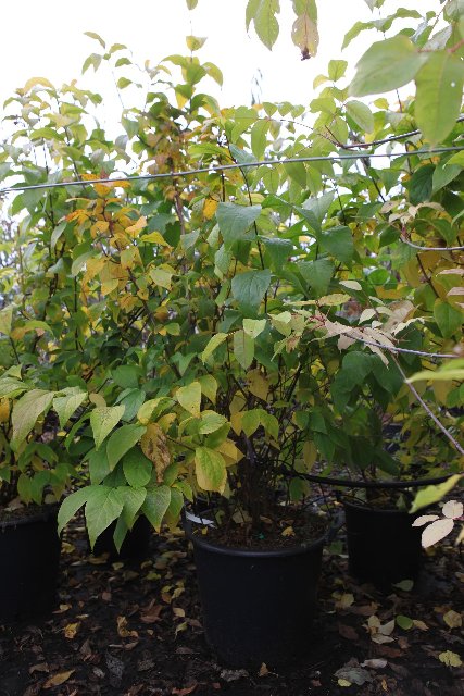 Calycanthus