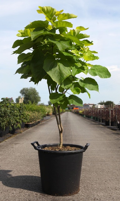 Catalpa