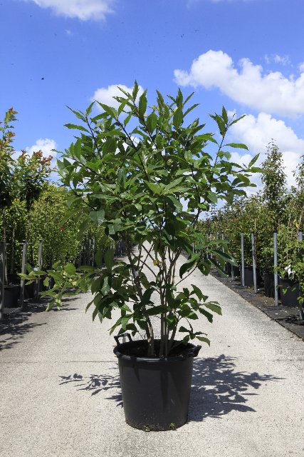 Chionanthus