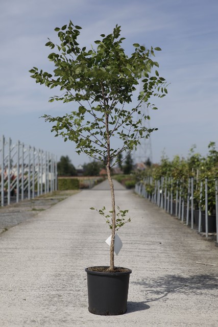 Gymnocladus