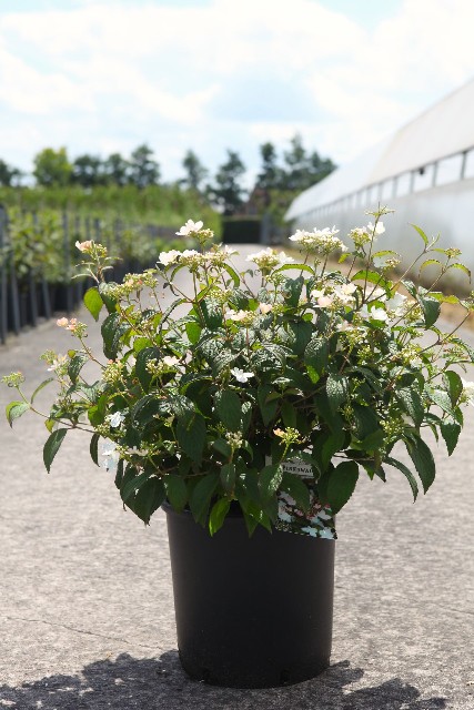 Viburnum