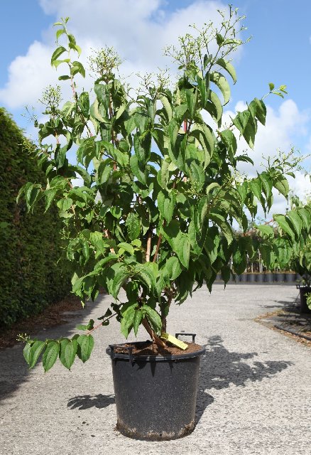 Heptacodium