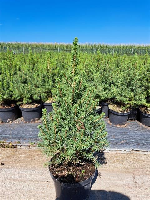 picea