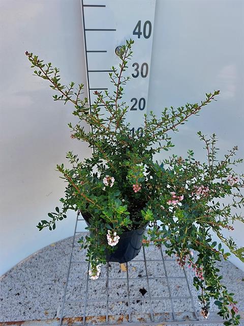 Escallonia