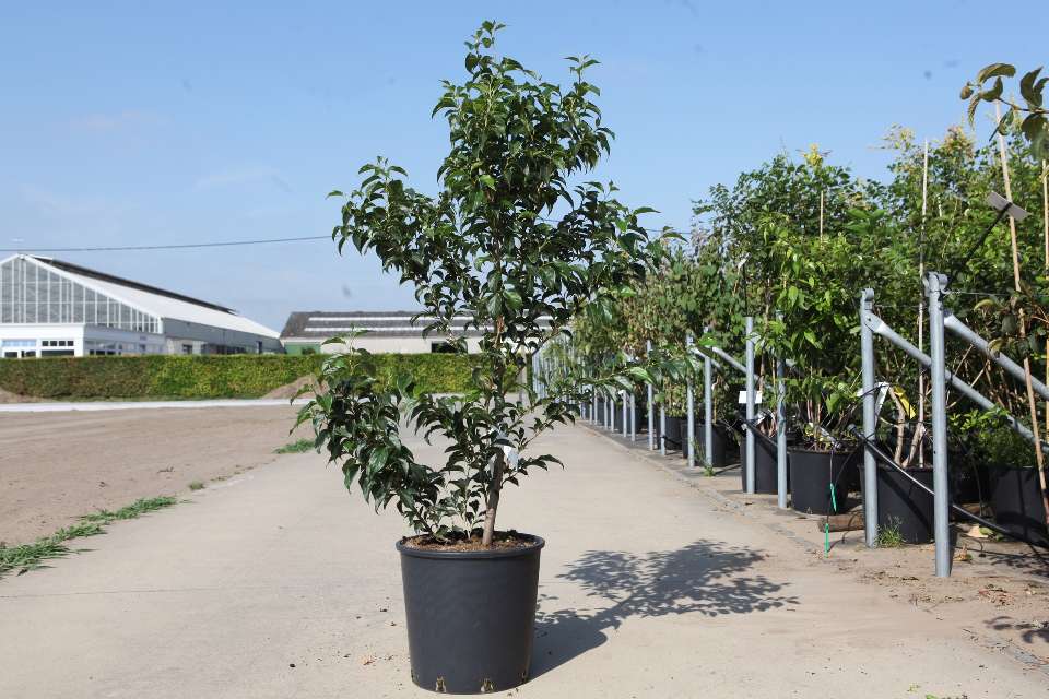 Styrax
