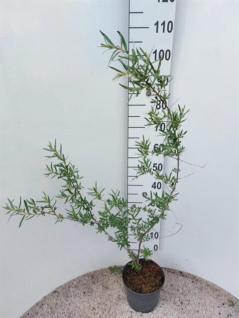 Hippophae