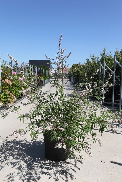 Vitex