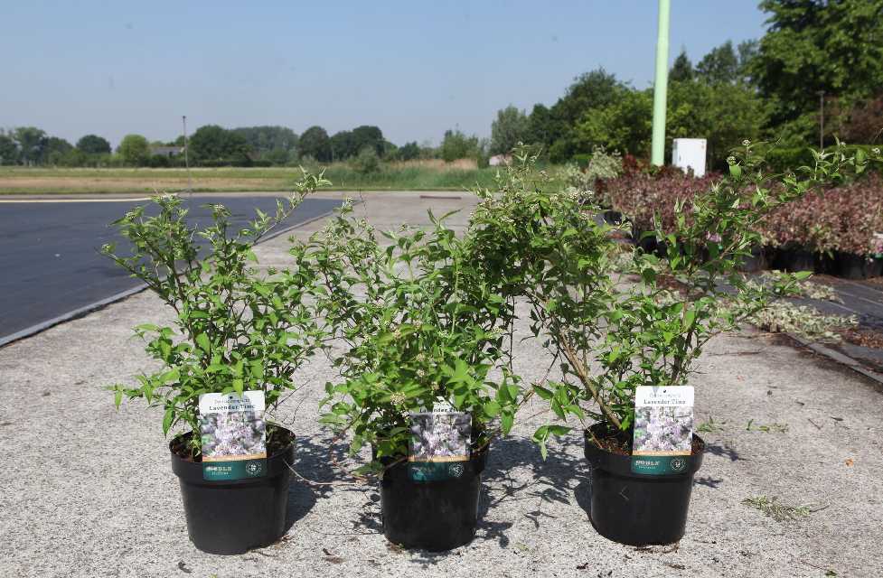 Deutzia