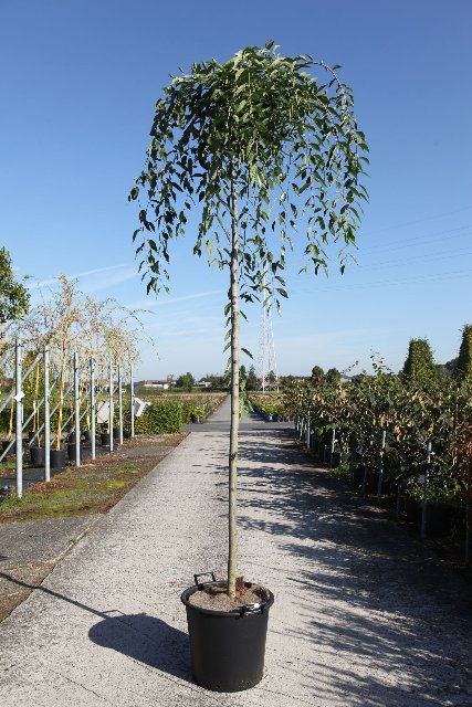 Ulmus