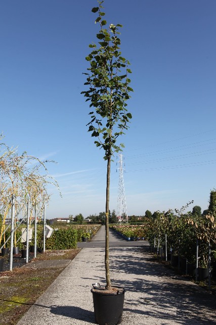 Tilia