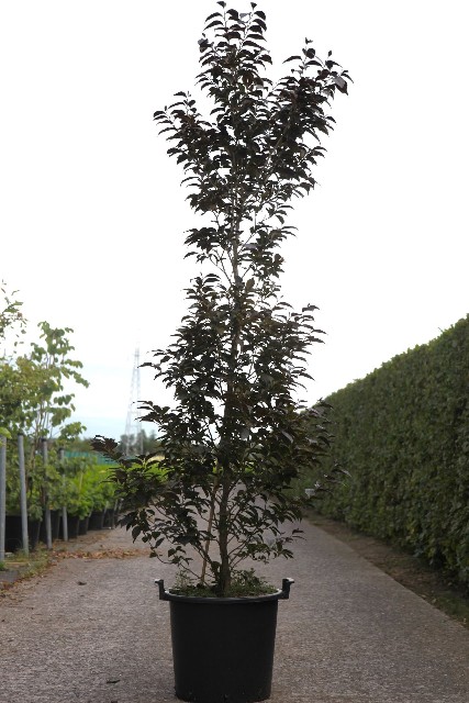 Styrax