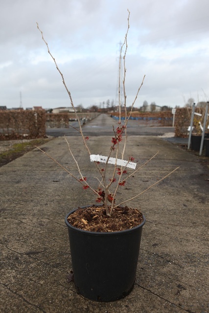 Hamamelis