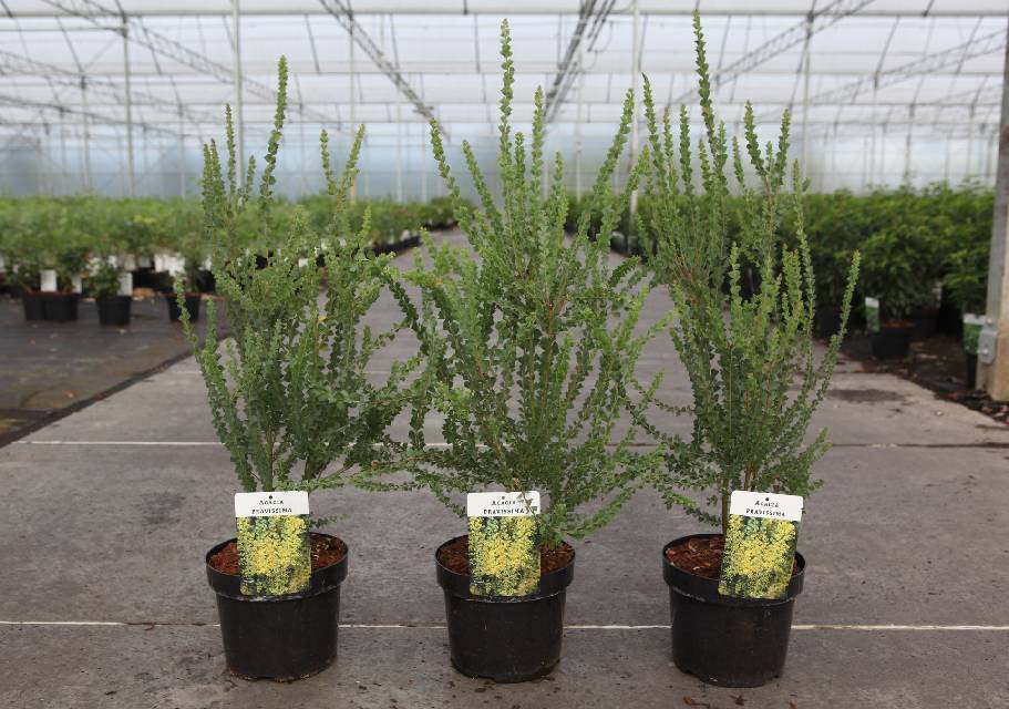 Acacia