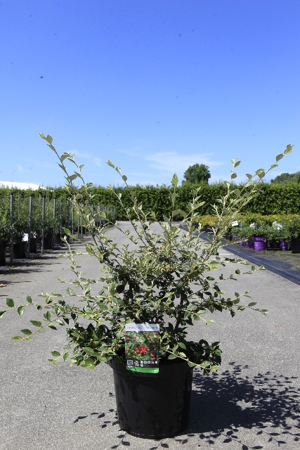 Cotoneaster