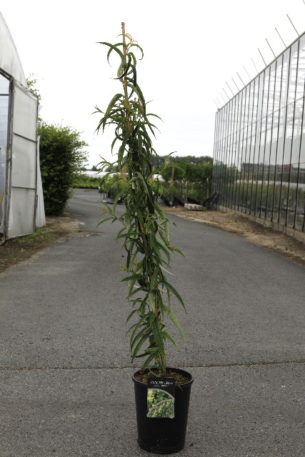 Hedera