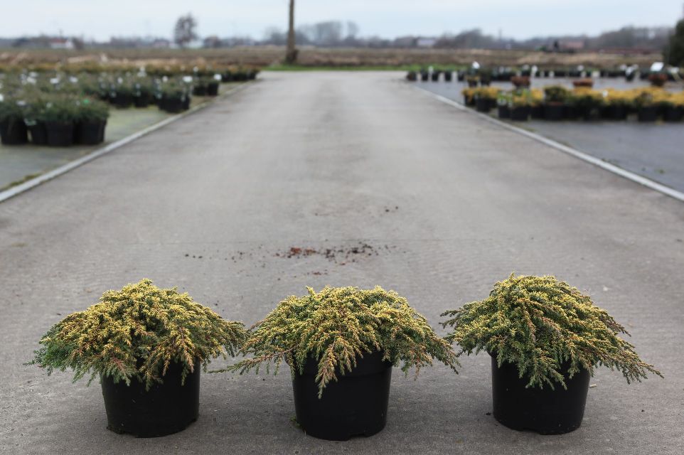juniperus