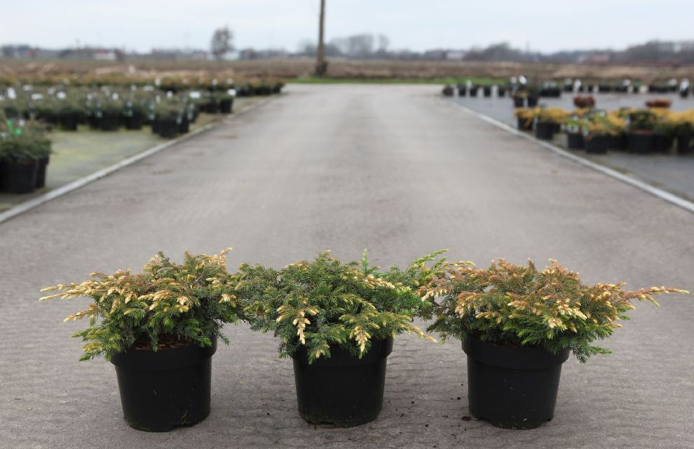 juniperus