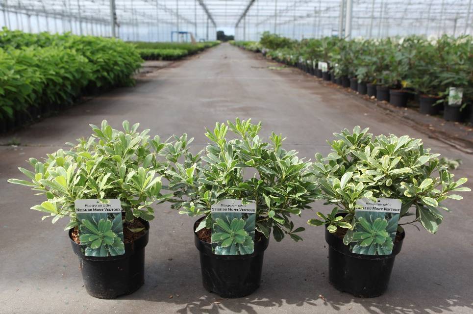 Pittosporum