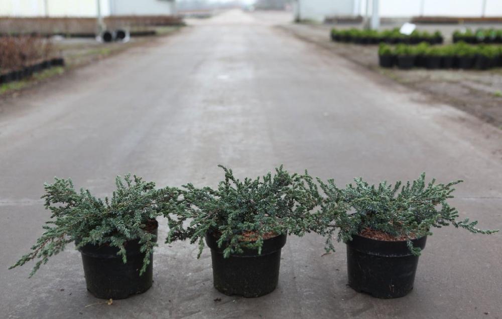 juniperus