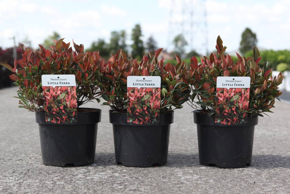 Photinia