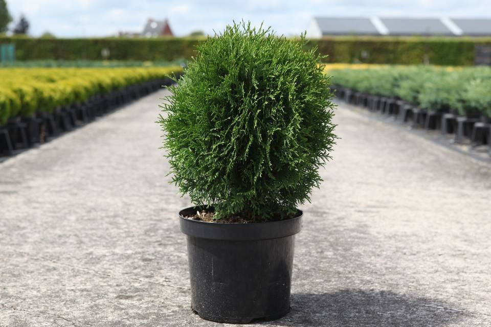 thuja