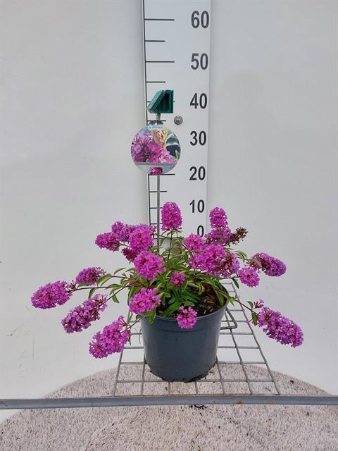 buddleja