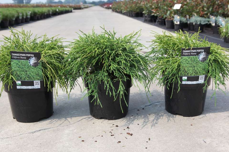 Chamaecyparis