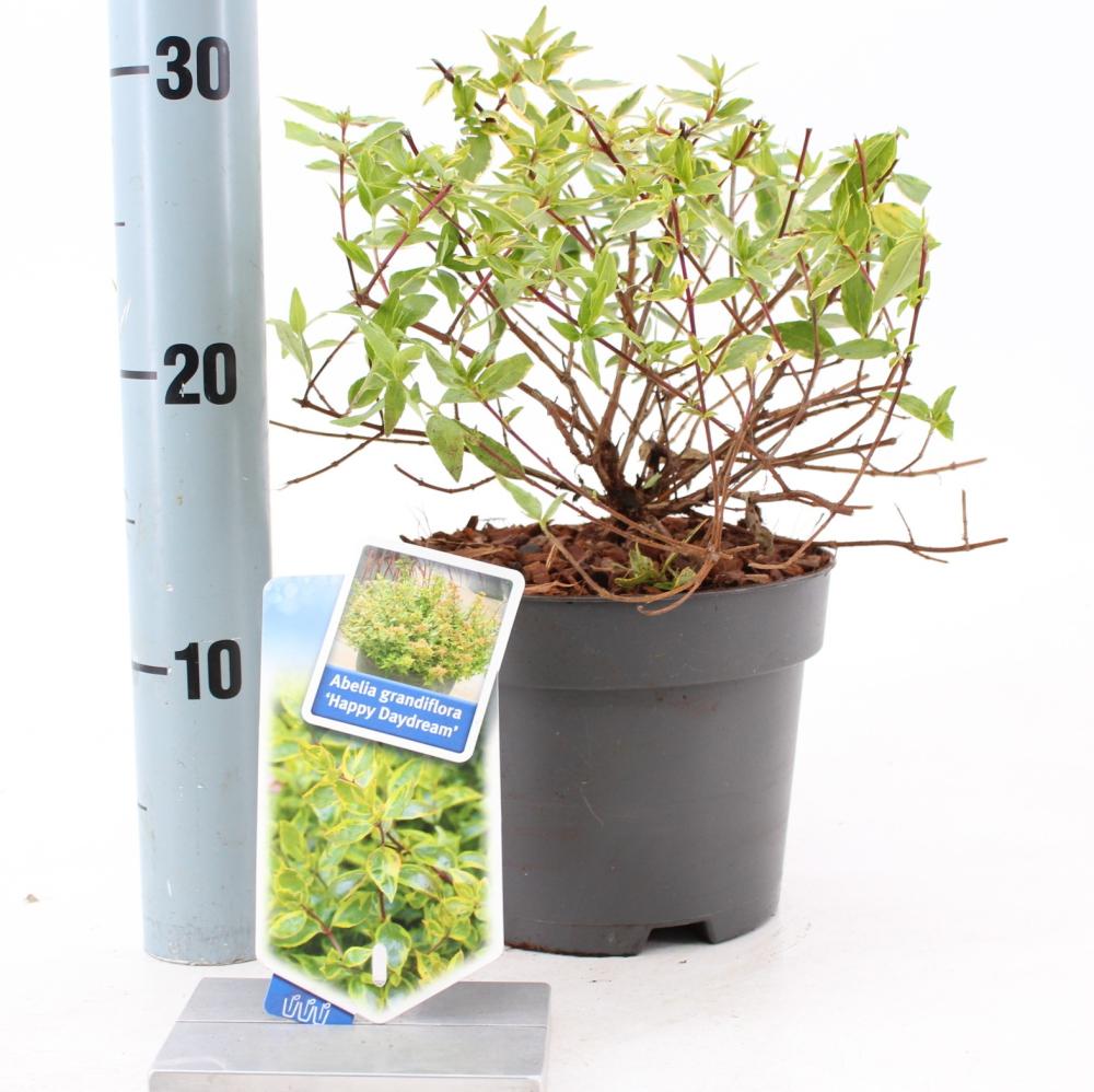 Abelia