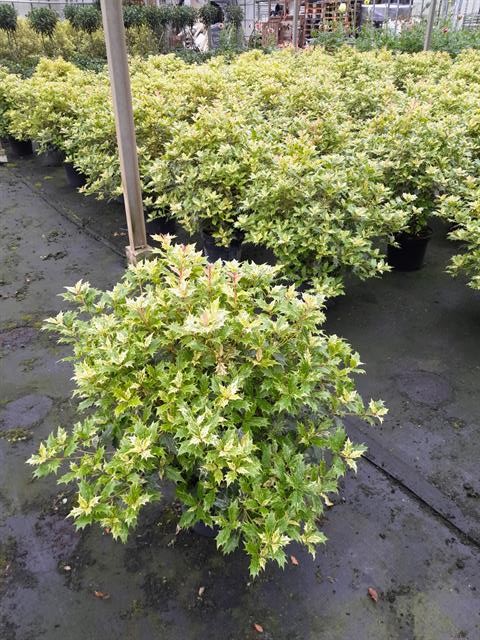 osmanthus