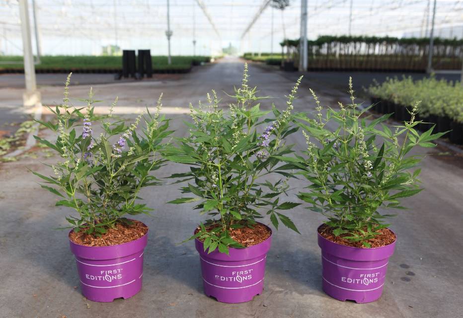 Vitex
