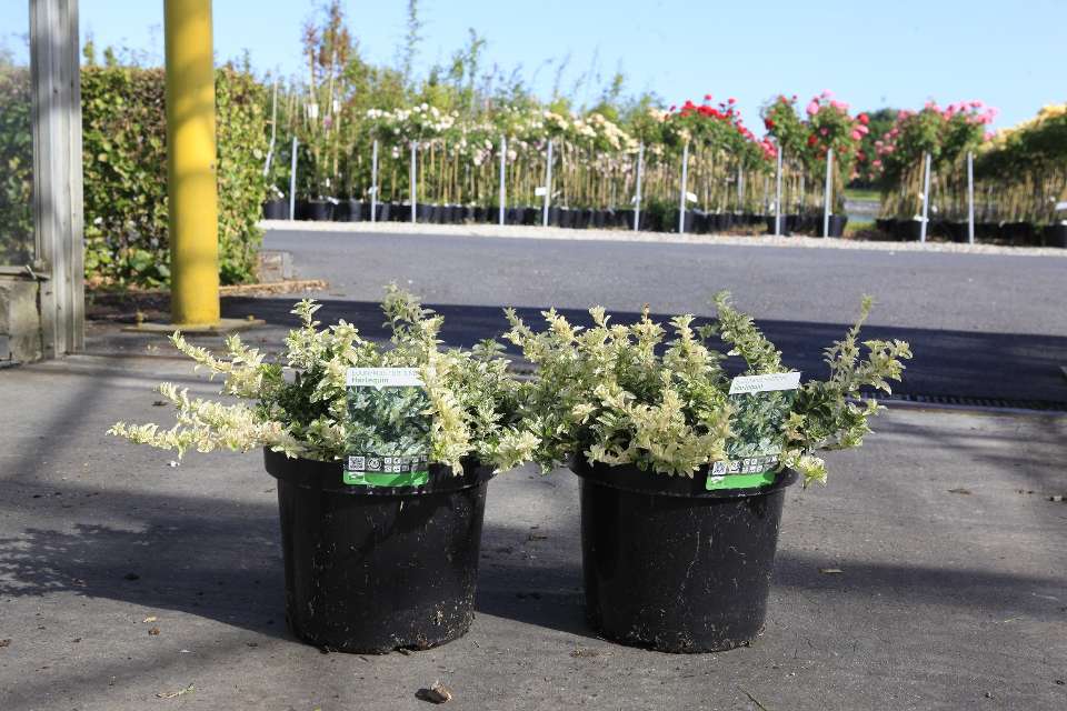 Euonymus