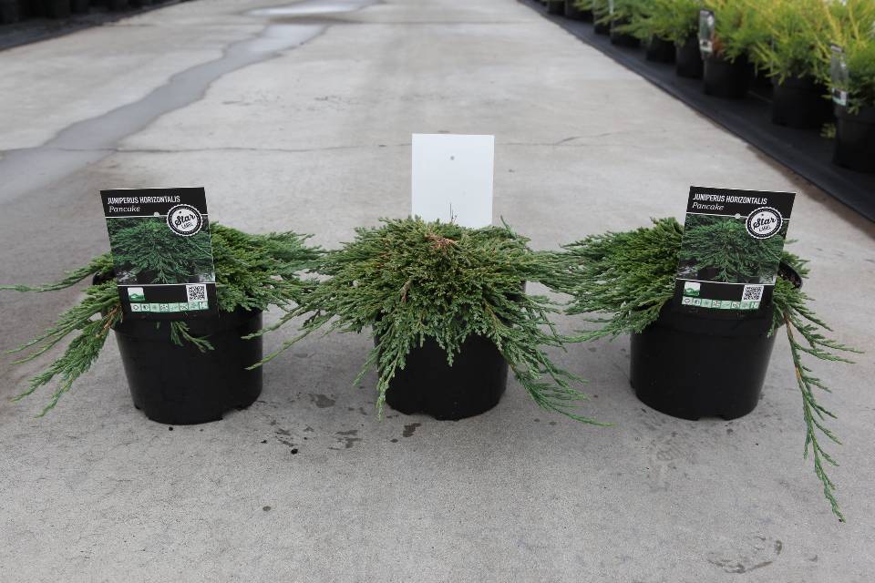 juniperus
